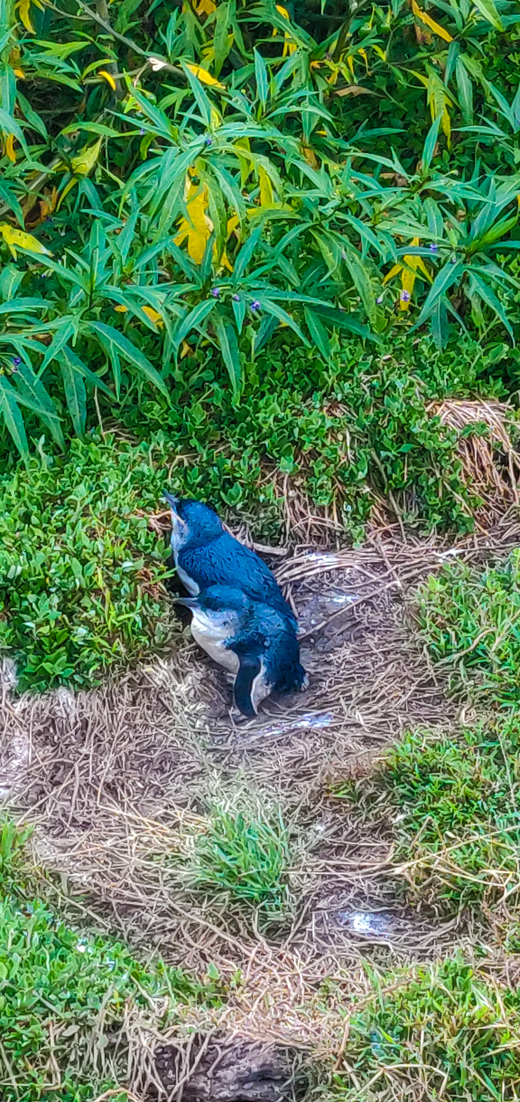 Little Penguins